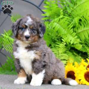 Colton, Bernedoodle Puppy