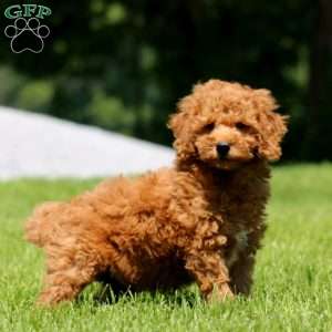 Colton, Mini Goldendoodle Puppy