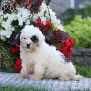 Colton, Shih-Poo Puppy