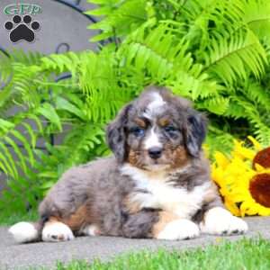 Colton, Bernedoodle Puppy