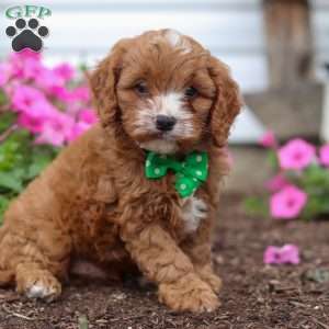 Conner, Cavapoo Puppy