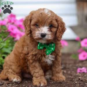 Conner, Cavapoo Puppy