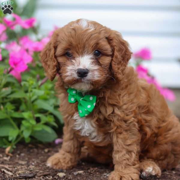 Conner, Cavapoo Puppy