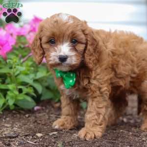 Conner, Cavapoo Puppy