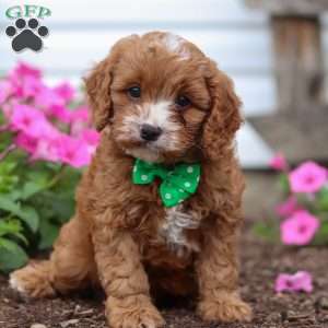 Conner, Cavapoo Puppy