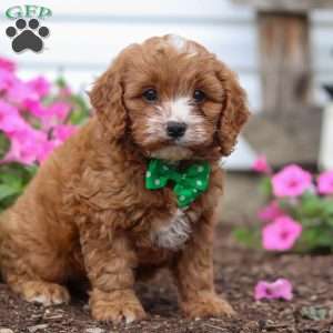 Conner, Cavapoo Puppy