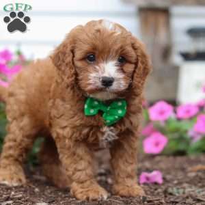 Conner, Cavapoo Puppy