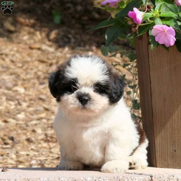 Conner, Teddy Bear Puppy