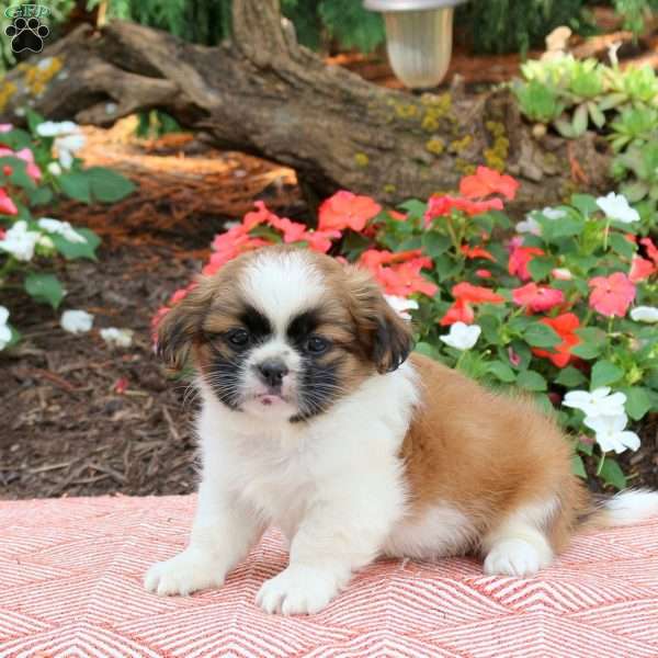 Conner, Shih Tzu Puppy