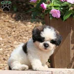 Conner, Teddy Bear Puppy