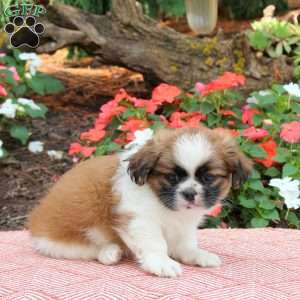 Conner, Shih Tzu Puppy
