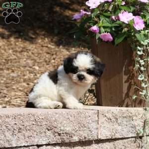 Conner, Teddy Bear Puppy