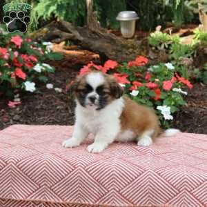 Conner, Shih Tzu Puppy