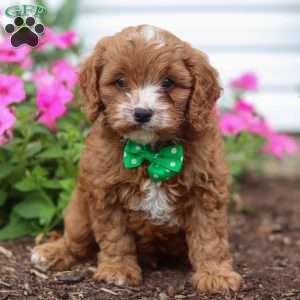 Conner, Cavapoo Puppy