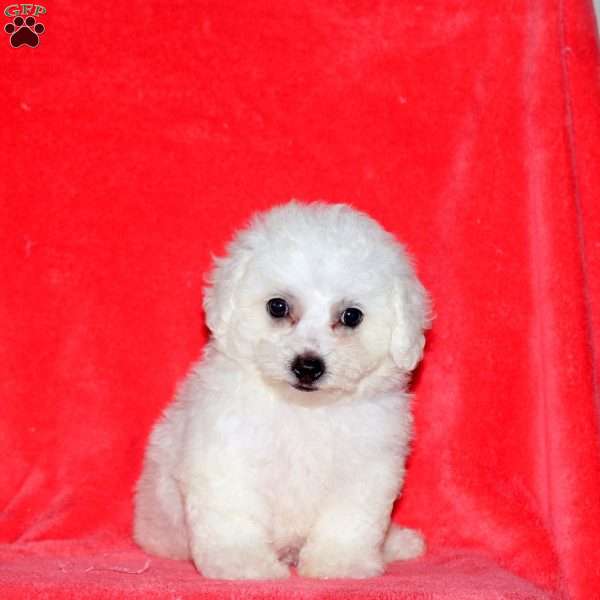 Connie, Bichon Frise Puppy