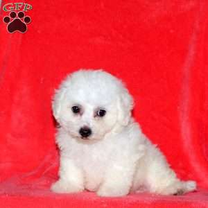 Connie, Bichon Frise Puppy