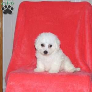 Connie, Bichon Frise Puppy