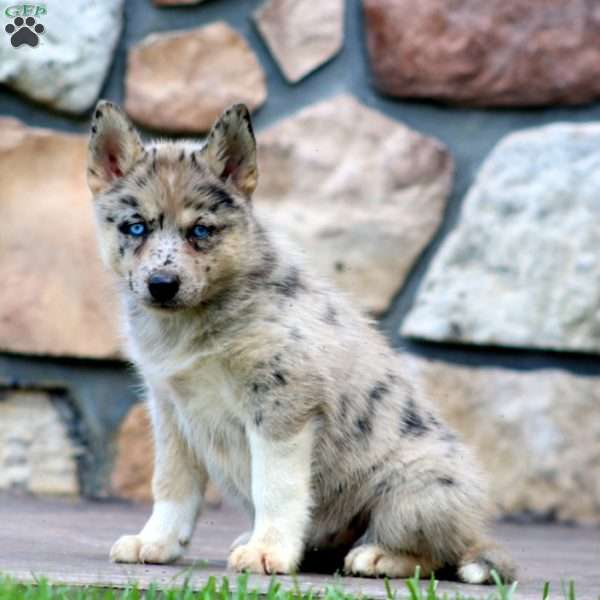 Cookie, Pomsky Puppy