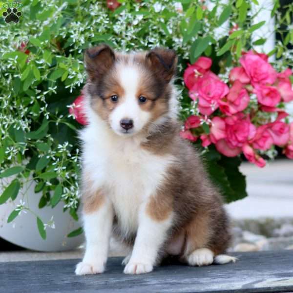 Cookie, Sheltie Puppy