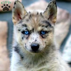 Cookie, Pomsky Puppy