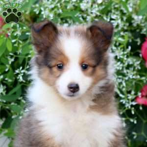 Cookie, Sheltie Puppy