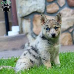 Cookie, Pomsky Puppy