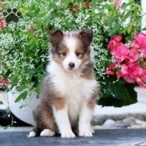 Cookie, Sheltie Puppy