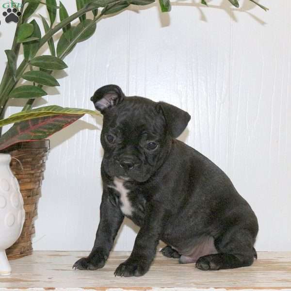 Cooper, Frenchton Puppy