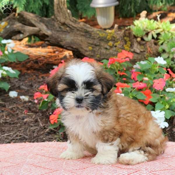 Cooper, Shih Tzu Puppy