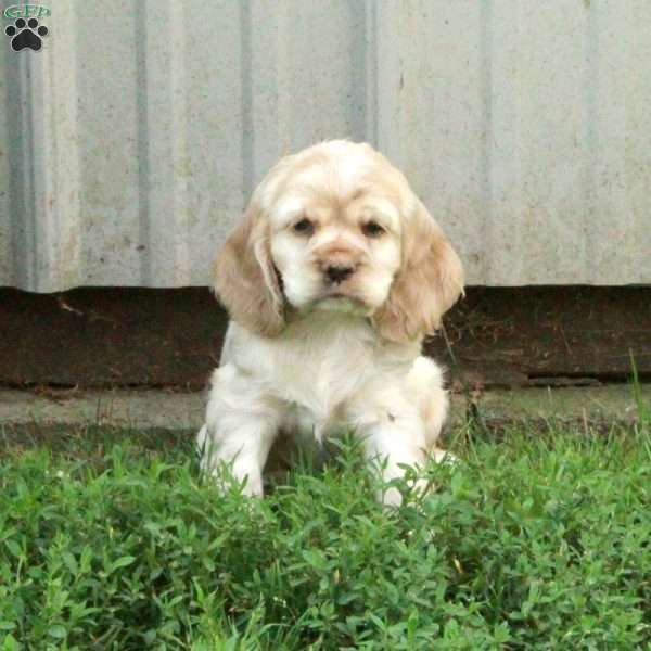 Cooper, Cocker Spaniel Puppy