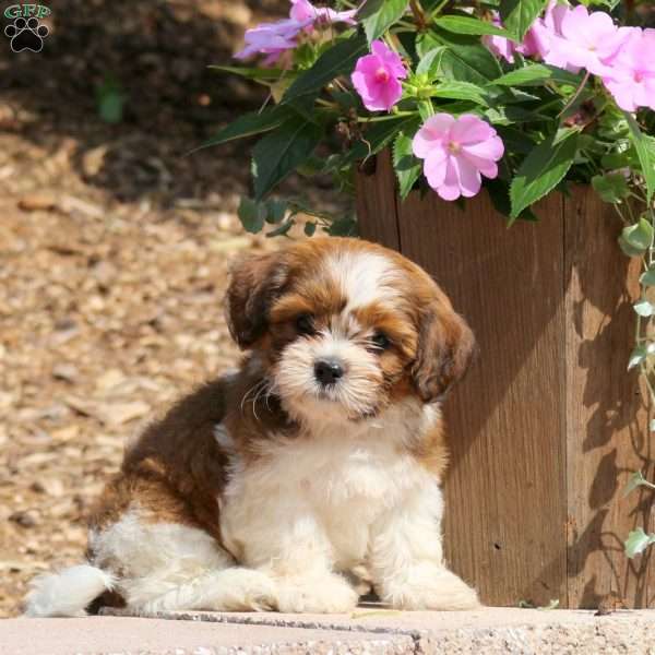 Cooper, Teddy Bear Puppy