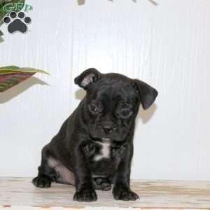 Cooper, Frenchton Puppy