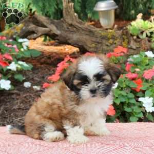 Cooper, Shih Tzu Puppy