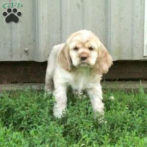 Cooper, Cocker Spaniel Puppy