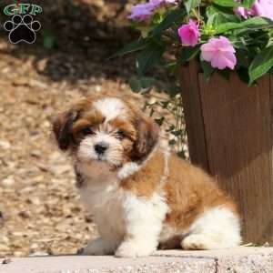 Cooper, Teddy Bear Puppy