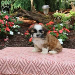 Cooper, Shih Tzu Puppy