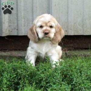 Cooper, Cocker Spaniel Puppy
