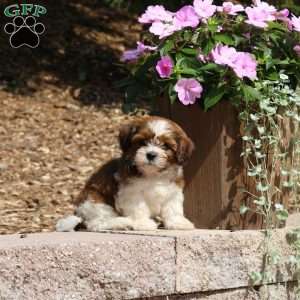 Cooper, Teddy Bear Puppy
