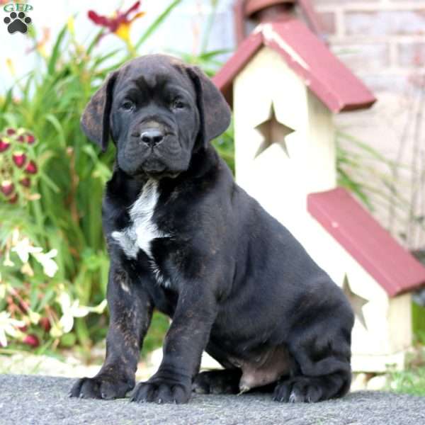 Cooper, Cane Corso Puppy