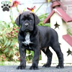 Cooper, Cane Corso Puppy