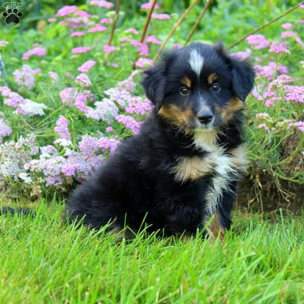 Copper, Miniature Australian Shepherd Puppy