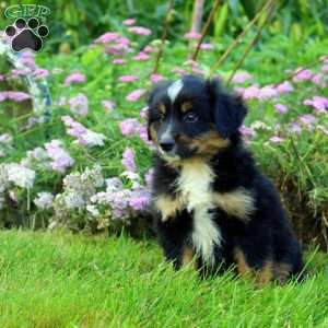 Copper, Miniature Australian Shepherd Puppy