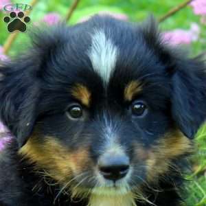 Copper, Miniature Australian Shepherd Puppy