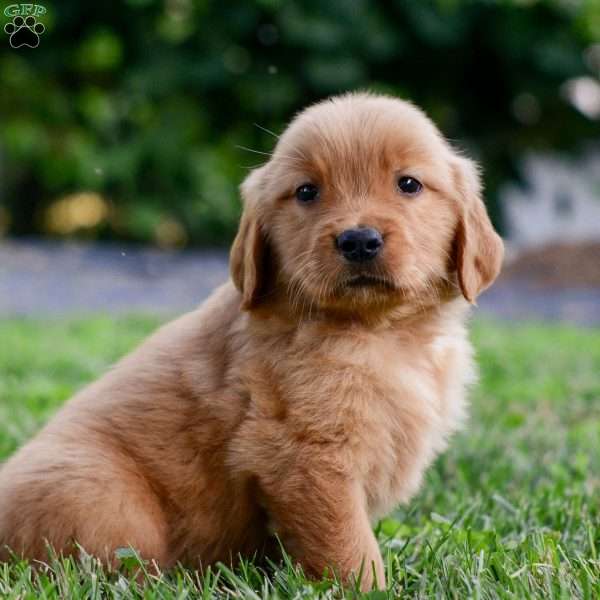 Cora, Golden Retriever Puppy