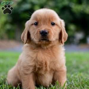 Cora, Golden Retriever Puppy