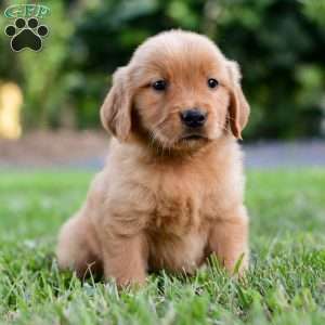 Cora, Golden Retriever Puppy