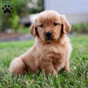 Cora, Golden Retriever Puppy