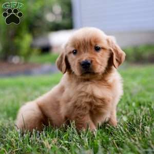 Cora, Golden Retriever Puppy