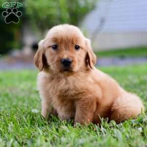 Cora, Golden Retriever Puppy