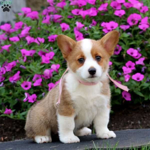 Cora Bell, Pembroke Welsh Corgi Puppy
